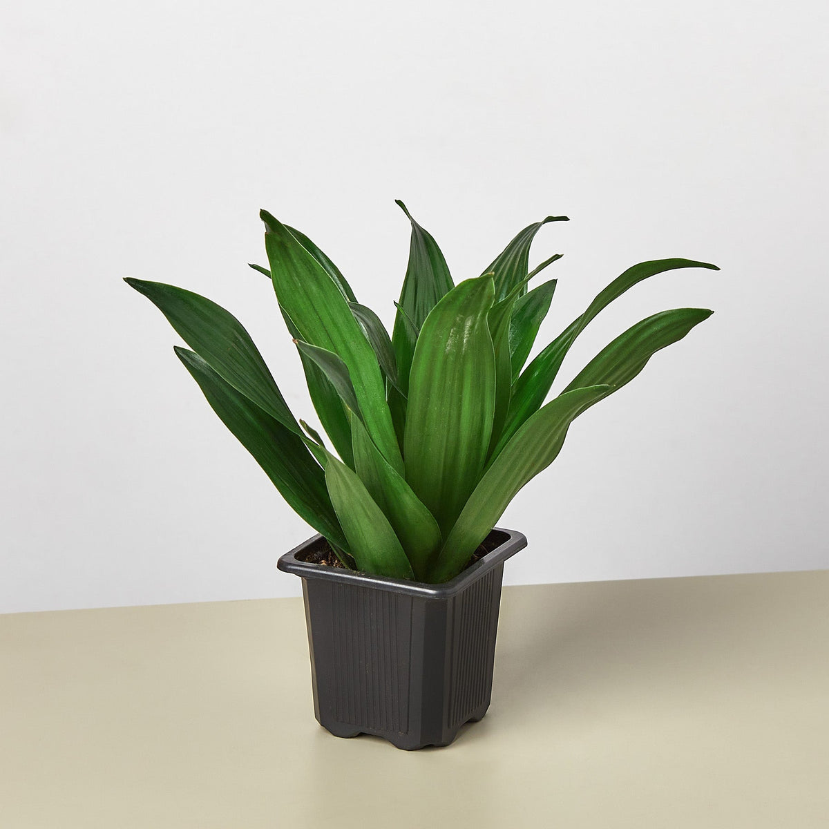 Dracaena 'Janet Craig' - Garden Gets