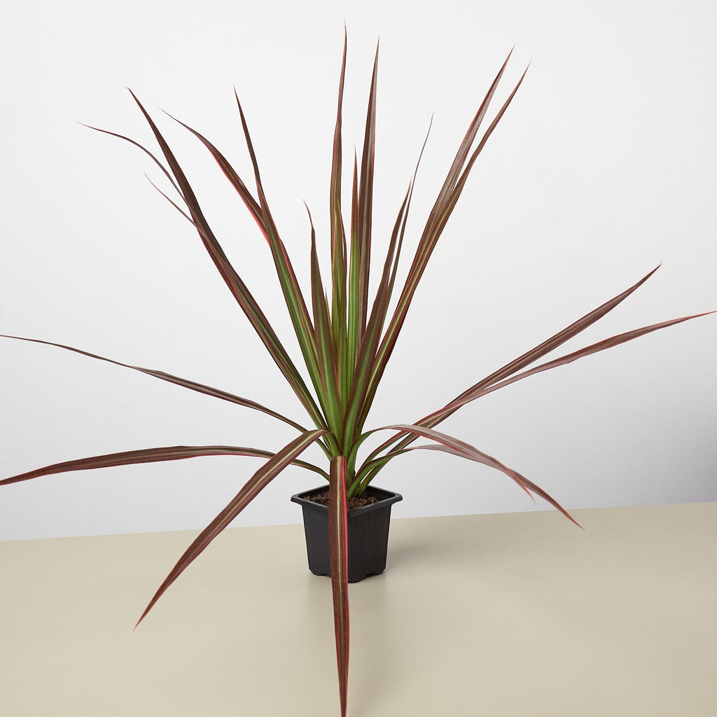 Dracaena 'Colorama' - Garden Gets