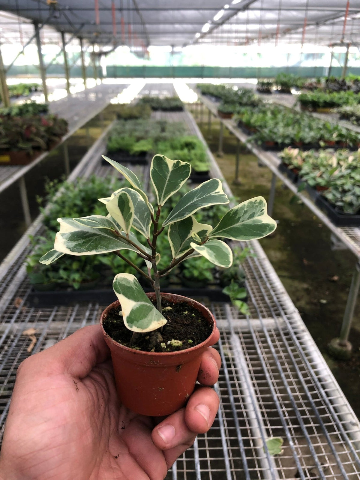 Ficus 'Triangularis Variegated' - Garden Gets