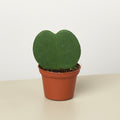 Hoya 'Sweetheart' - Garden Gets