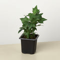 English Ivy 'Green California' - Garden Gets