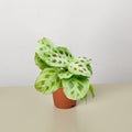Maranta Leuconeura - Garden Gets