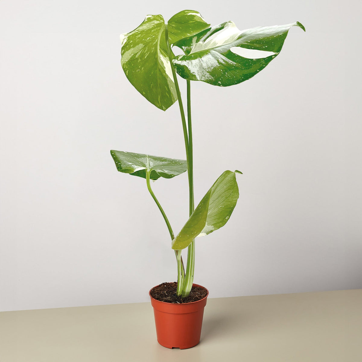 Monstera 'Thai Constellation' - Garden Gets
