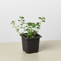 Nettle 'Baby's Tear' - Garden Gets