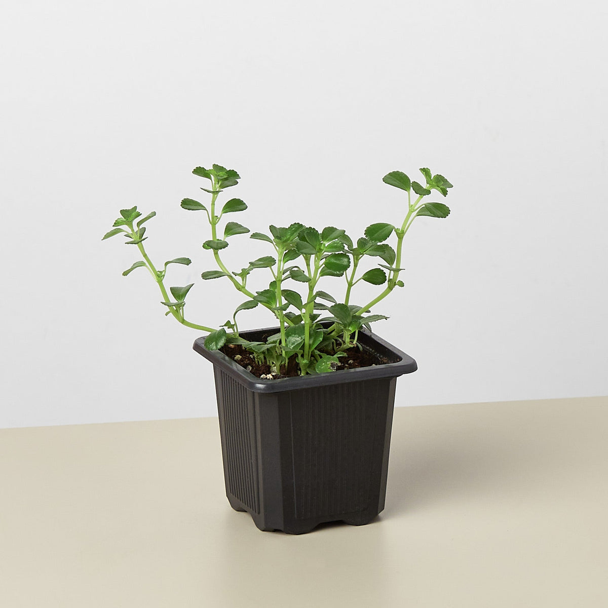 Nettle 'Baby's Tear' - Garden Gets