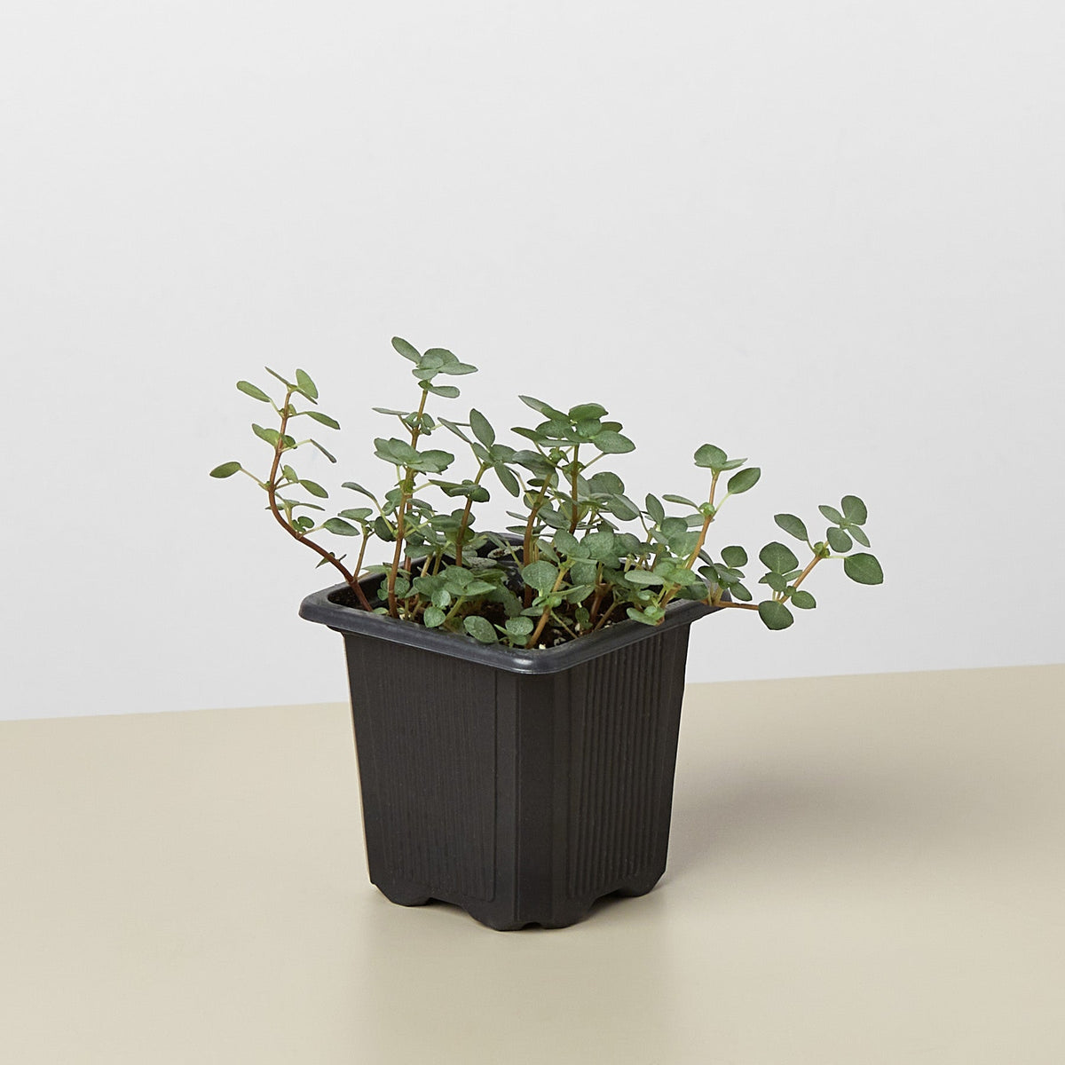 Nettle 'Silver Sparkle' - Garden Gets