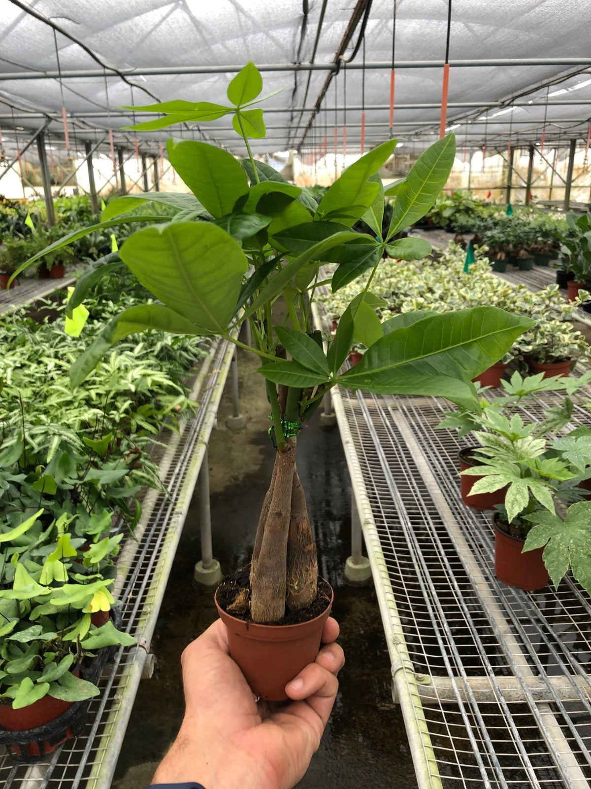 Money Tree 'Guiana Chestnut' Pachira Braid - Garden Gets