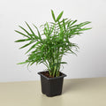 Parlor Palm - Garden Gets