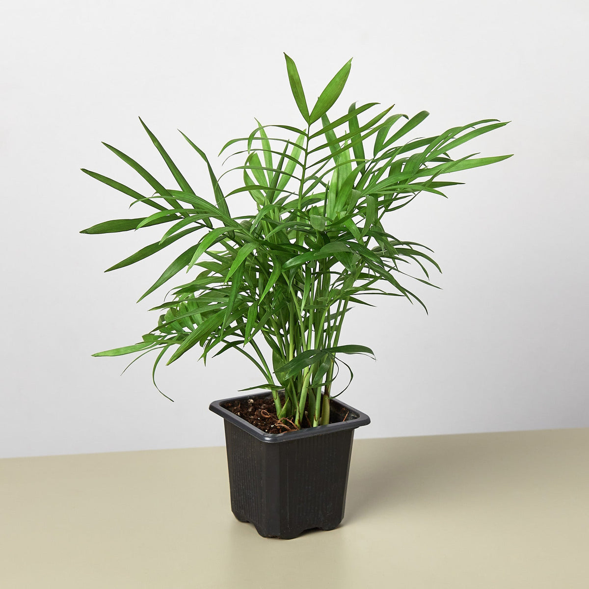 Parlor Palm - Garden Gets