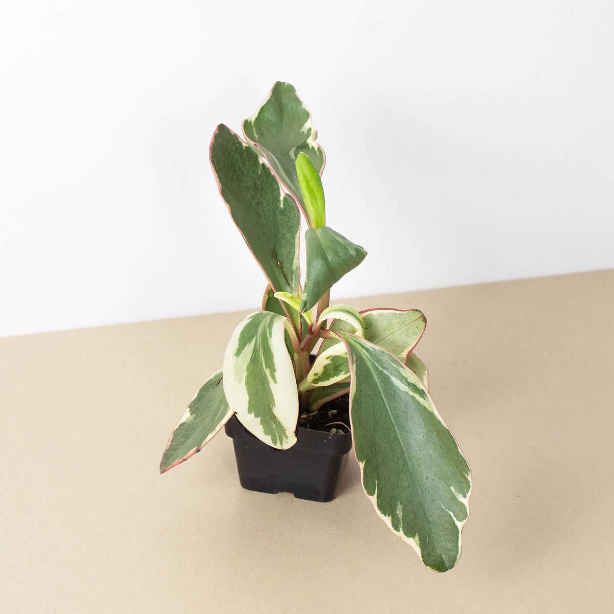 Peperomia 'Ginny' - Garden Gets