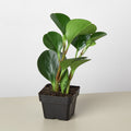Peperomia Thailand - Garden Gets