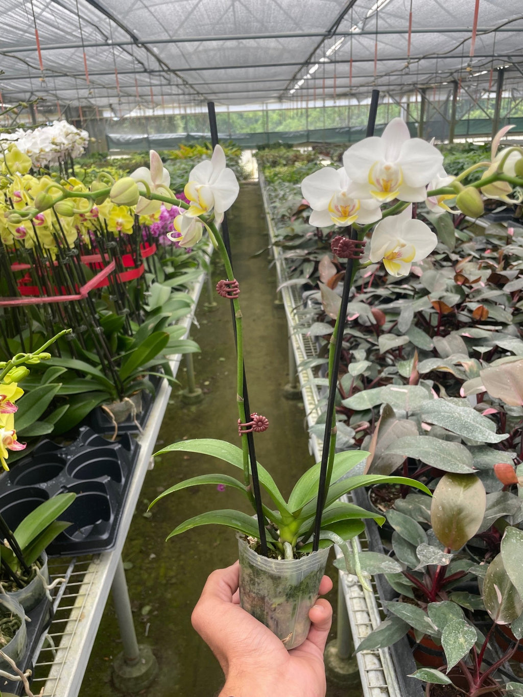 Orchid 'White Phalaenopsis' - Garden Gets