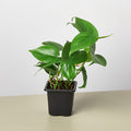 Philodendron Cordatum 'Heartleaf' - Garden Gets