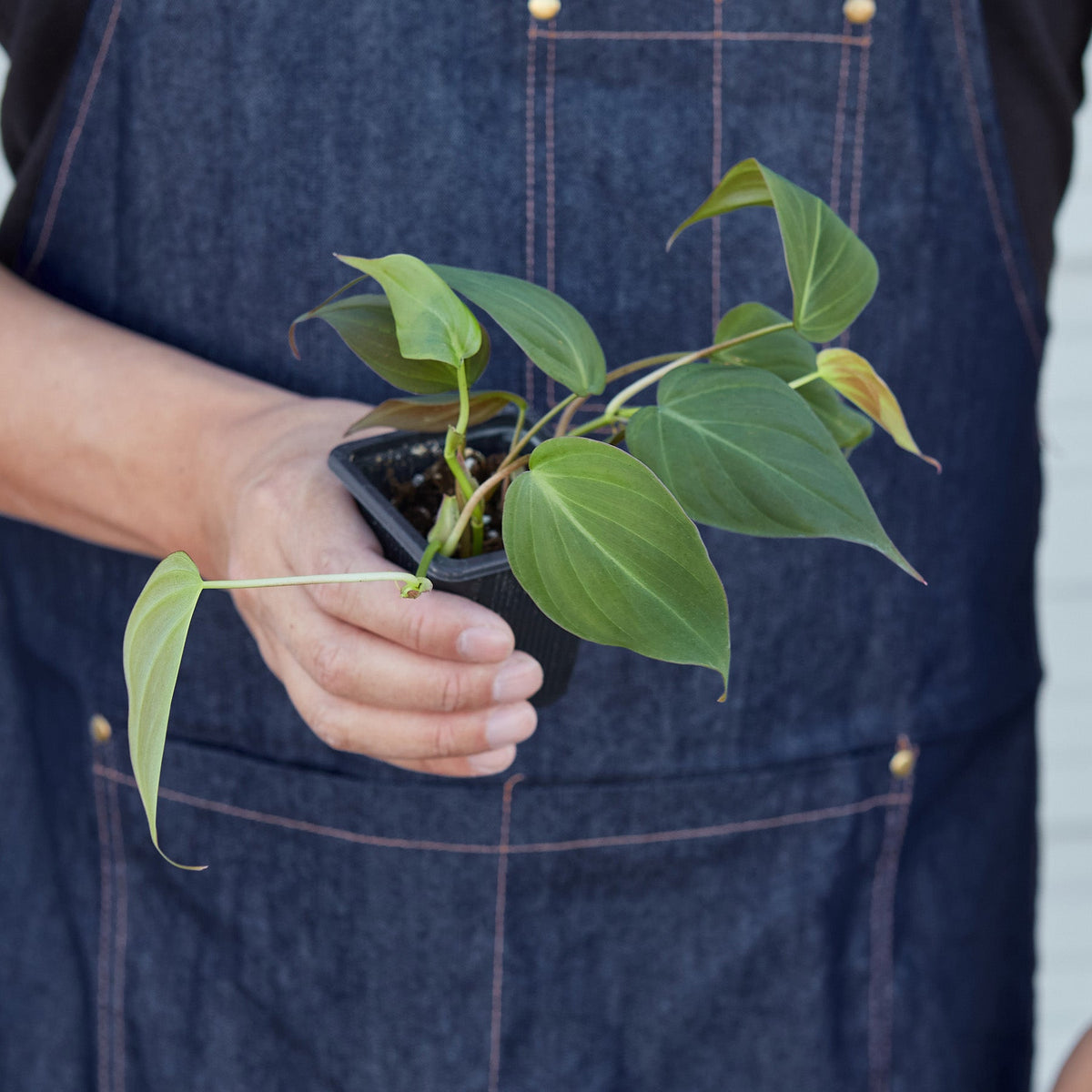 Philodendron 'Velvet' - Garden Gets