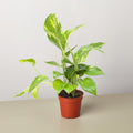 Pothos 'Golden' - Garden Gets