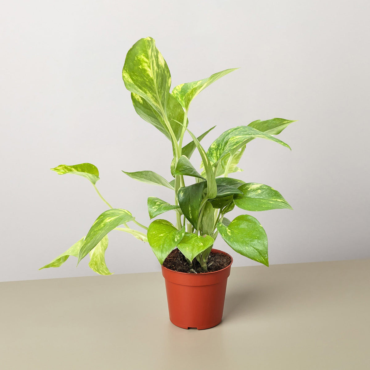 Pothos 'Golden' - Garden Gets