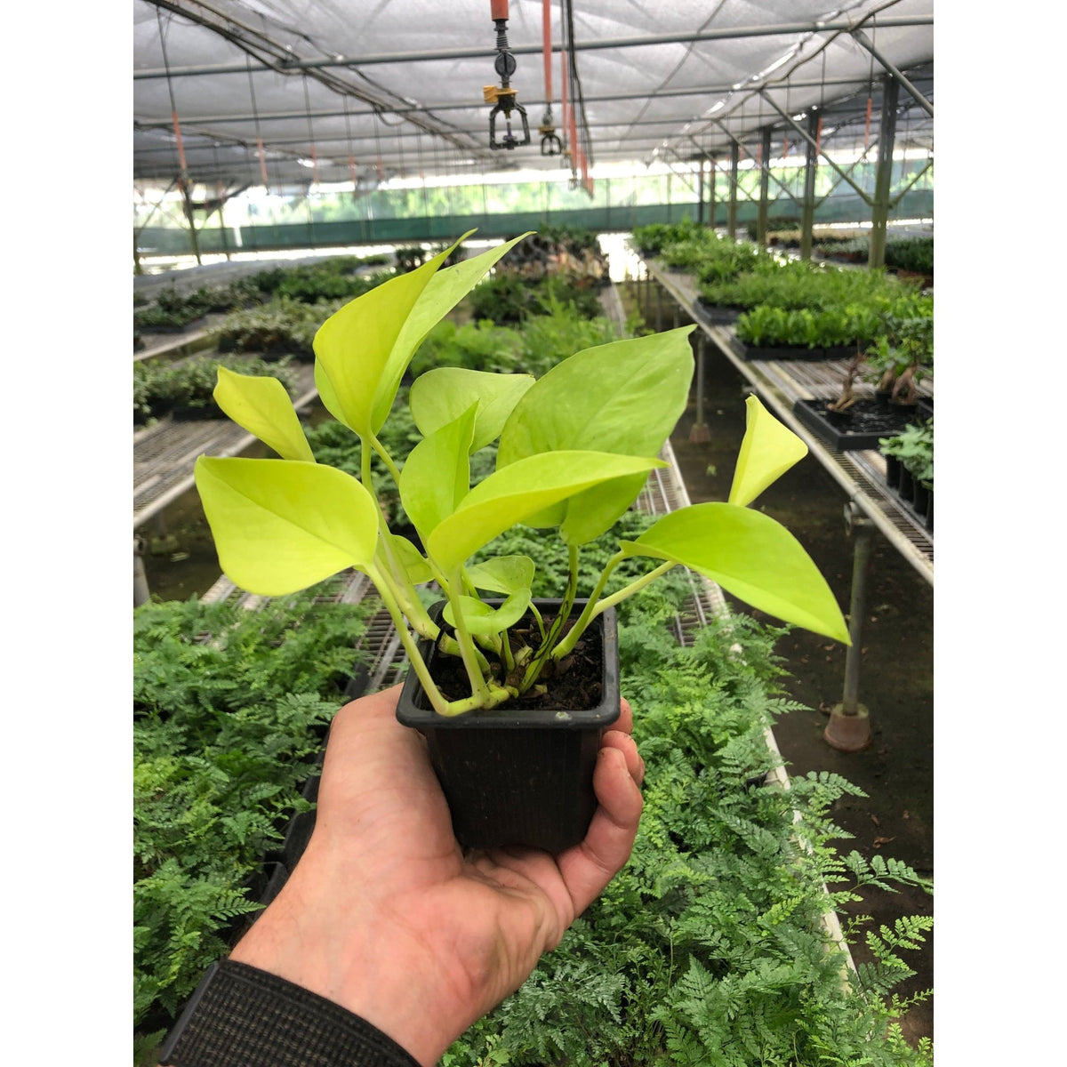 Pothos 'Neon' - Garden Gets