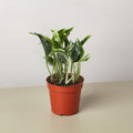 Pothos 'Shangri La' - Garden Gets
