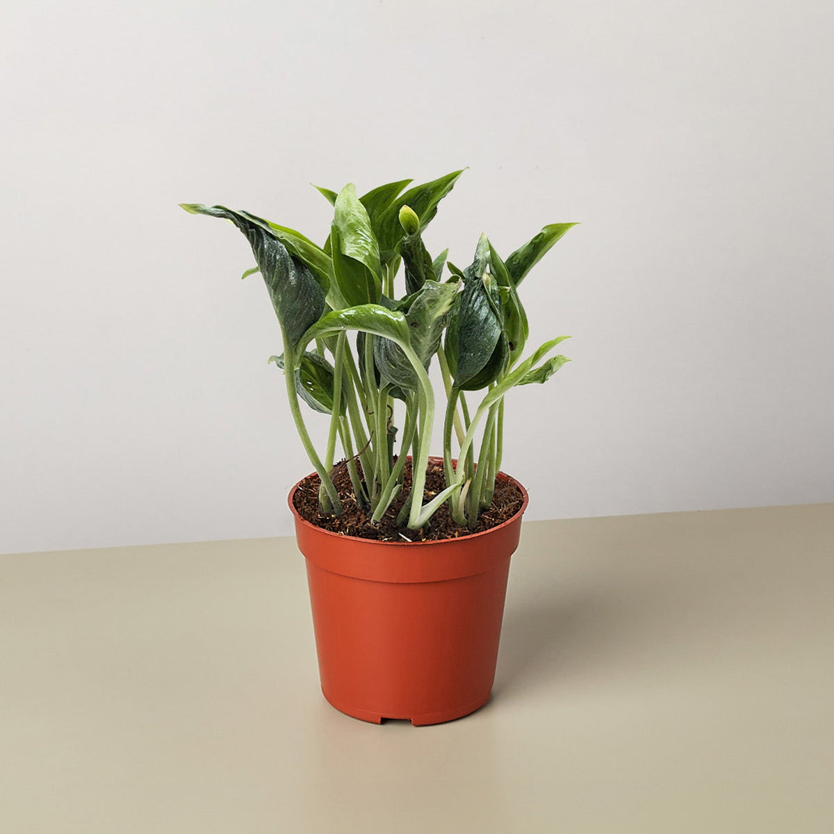Pothos 'Shangri La' - Garden Gets