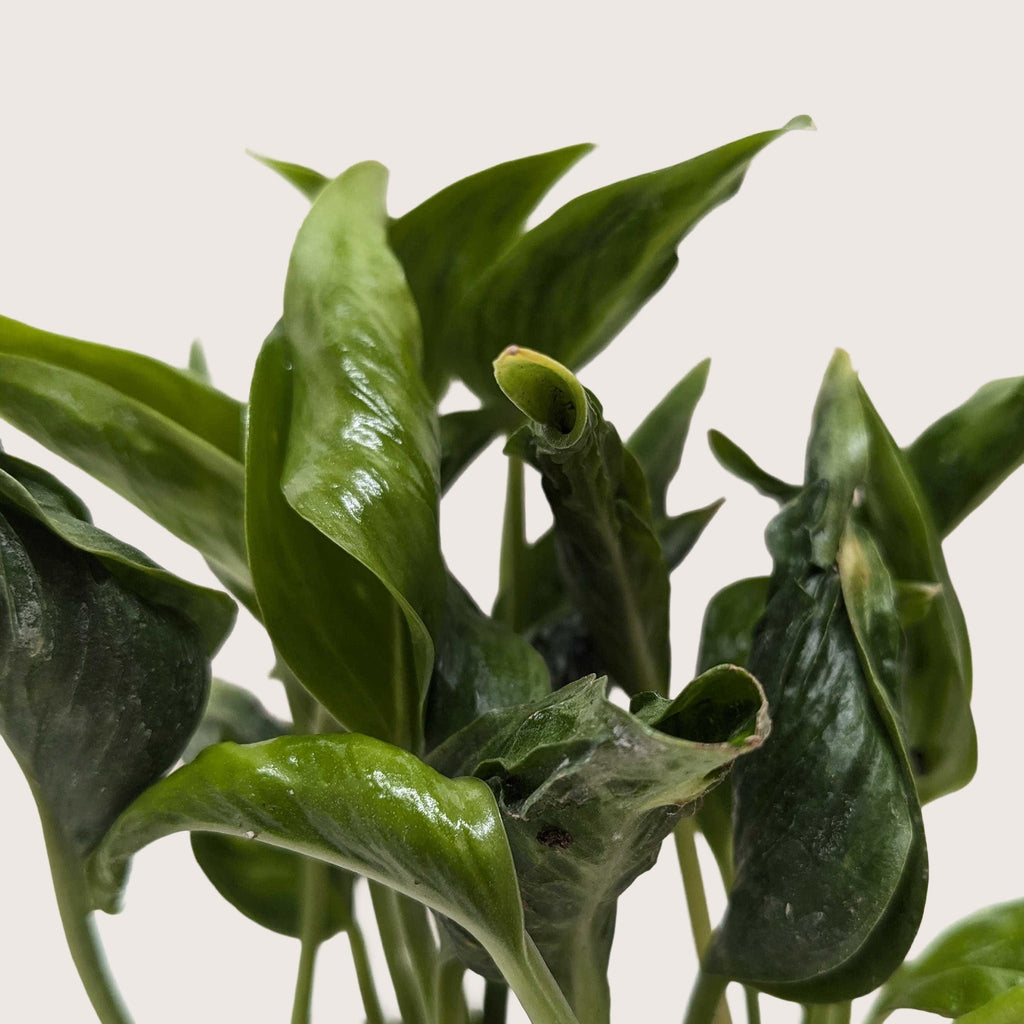 Pothos 'Shangri La' - Garden Gets