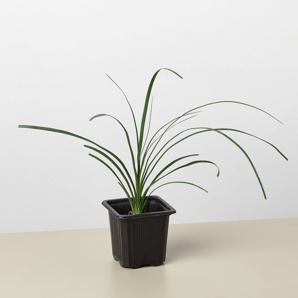 Palm Ponytail - Garden Gets