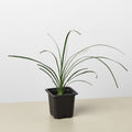 Palm Ponytail - Garden Gets