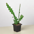 Epiphyllum 'Ric Rac' Cactus - Garden Gets