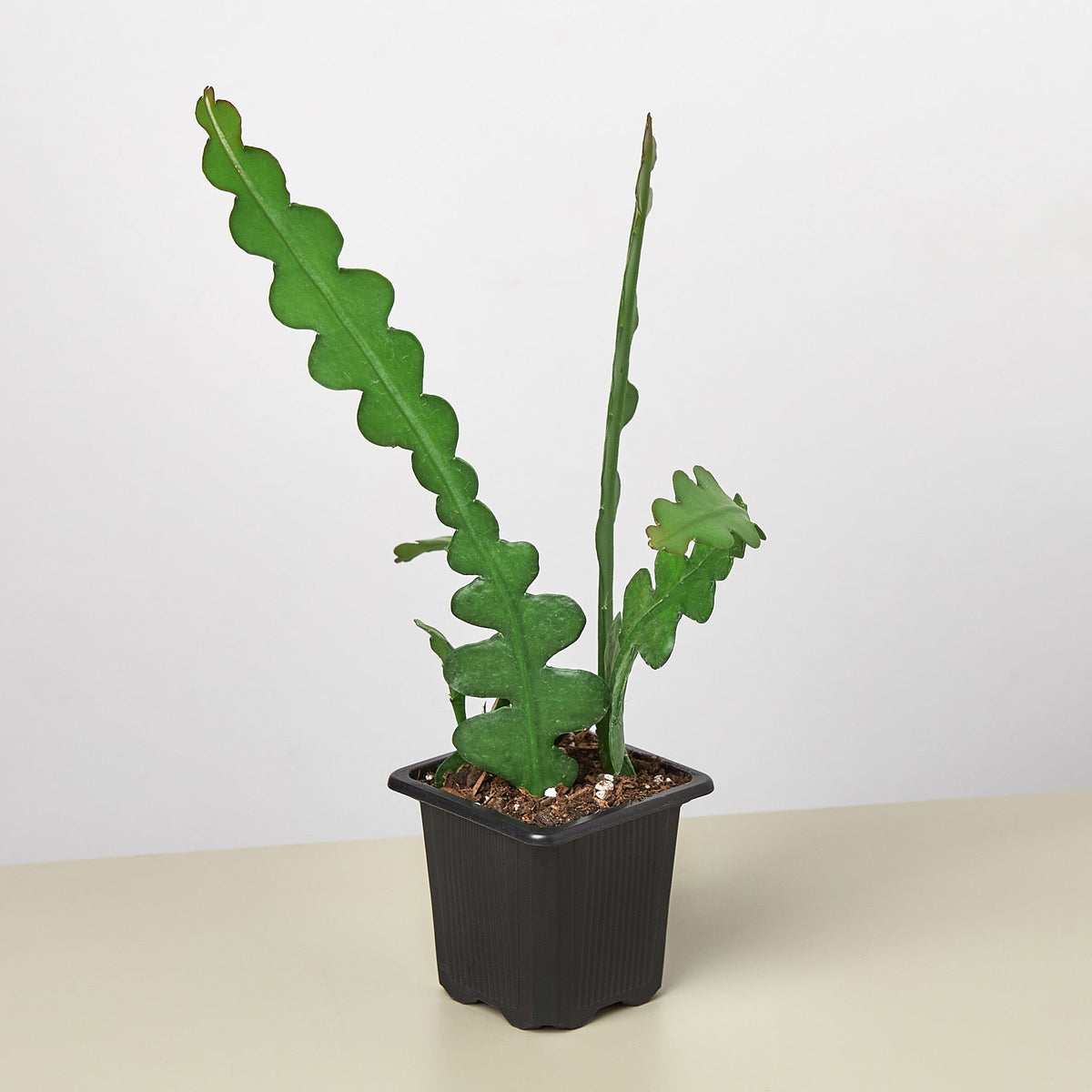 Epiphyllum 'Ric Rac' Cactus - Garden Gets