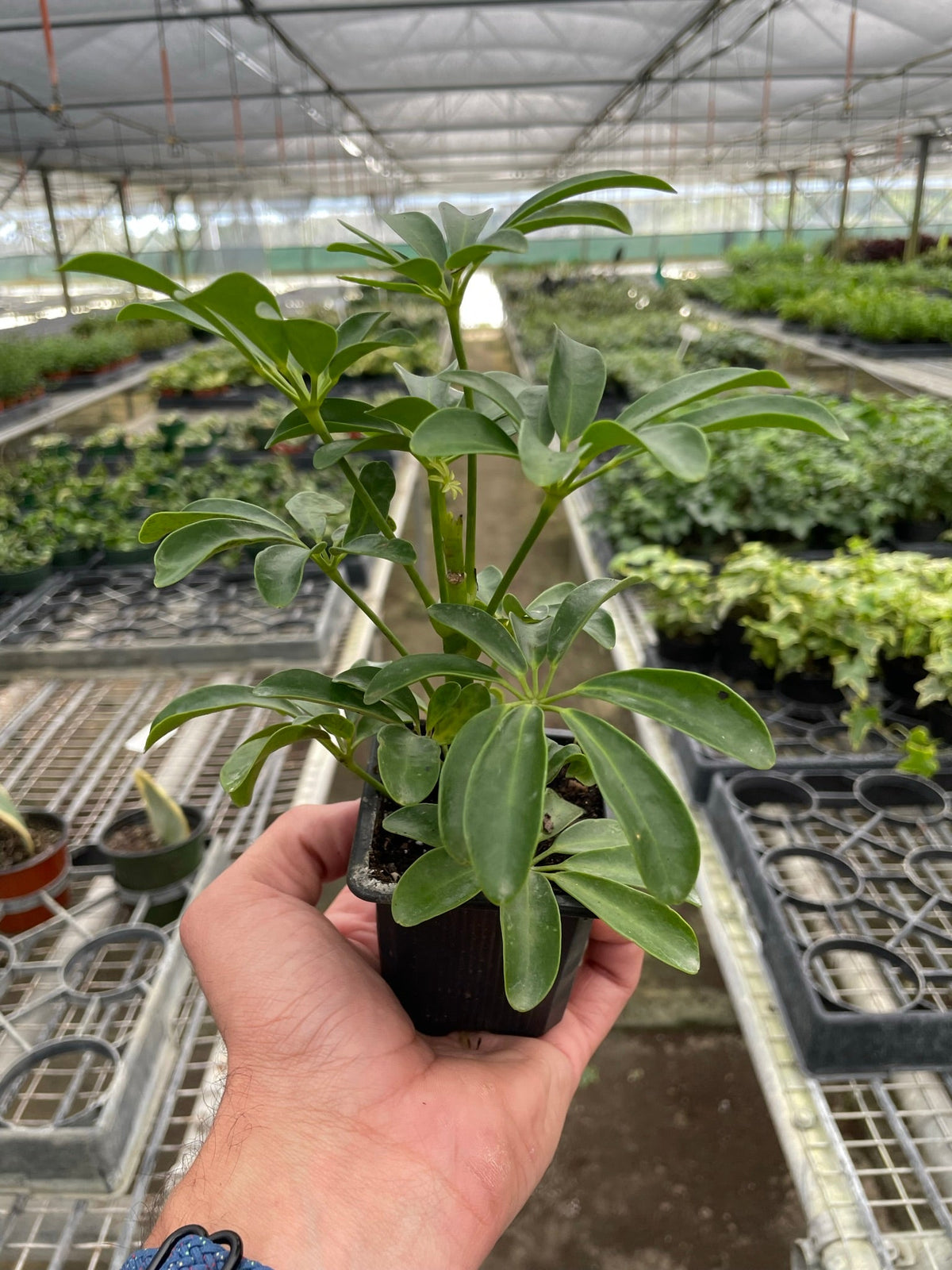 Schefflera Arboricola - Garden Gets