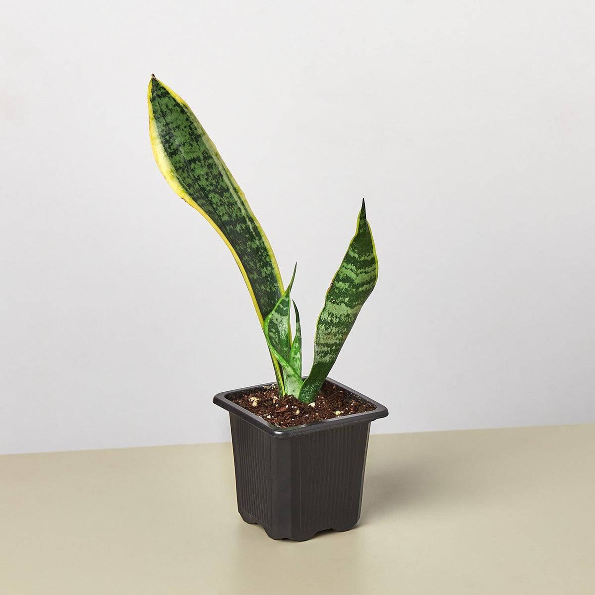 Snake Plant 'Laurentii' - Garden Gets