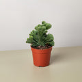 Succulent Cereus Coral Green - Garden Gets