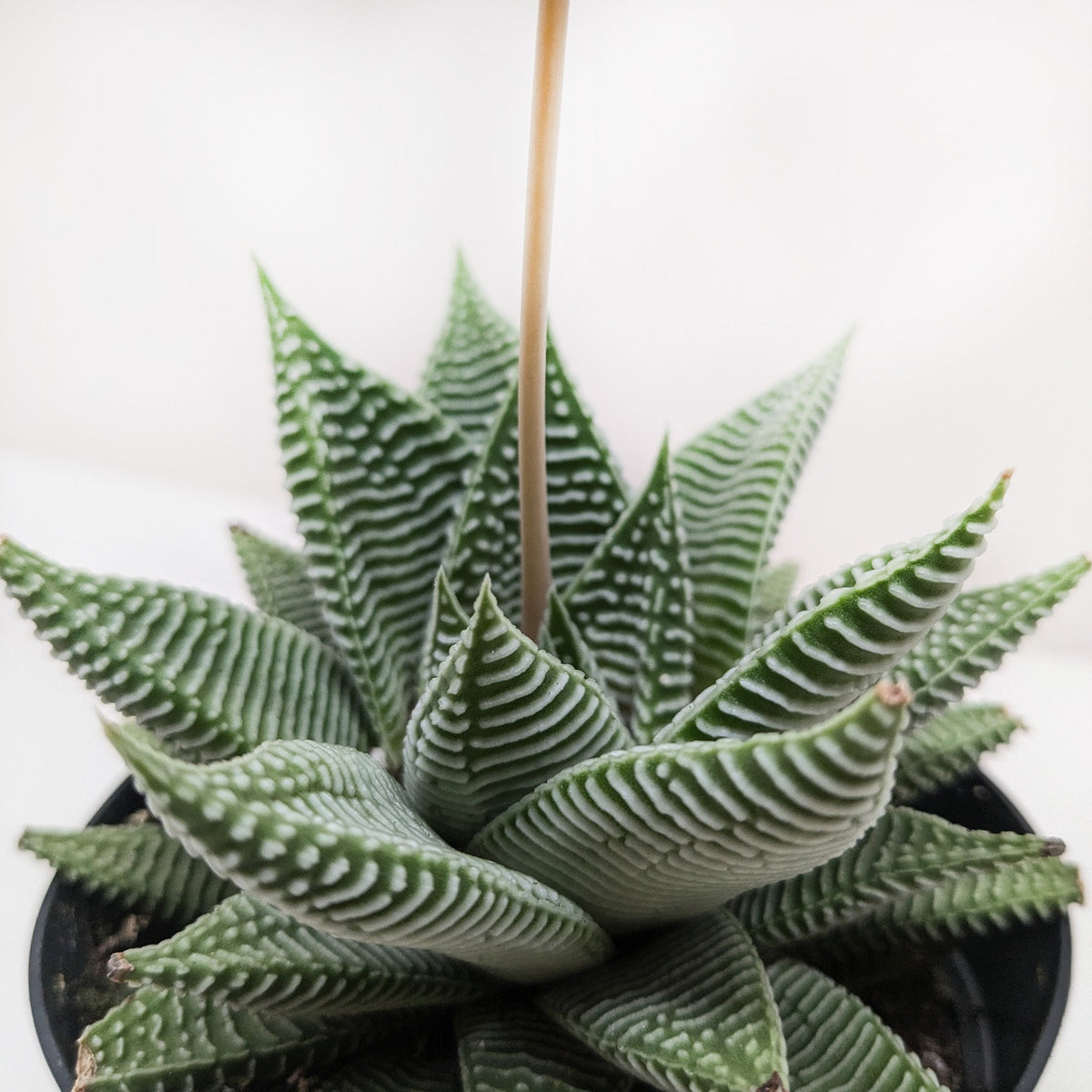 Succulent Haworthia Miami - Garden Gets