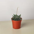 Succulent Haworthia Miami - Garden Gets