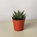 Succulent Haworthia Savanna - Garden Gets
