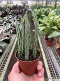 Succulent Senecio Stapeliiformis 'Pickle Plant' - Garden Gets