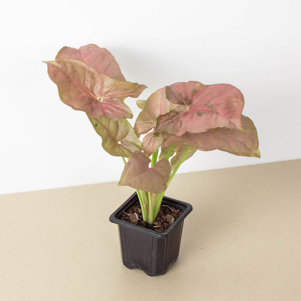 Syngonium 'Strawberry' - Garden Gets