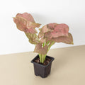 Syngonium 'Strawberry' - Garden Gets