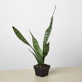 Snake Plant 'Zeylanica' - Garden Gets