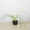 Spider Plant 'Reverse' - Garden Gets