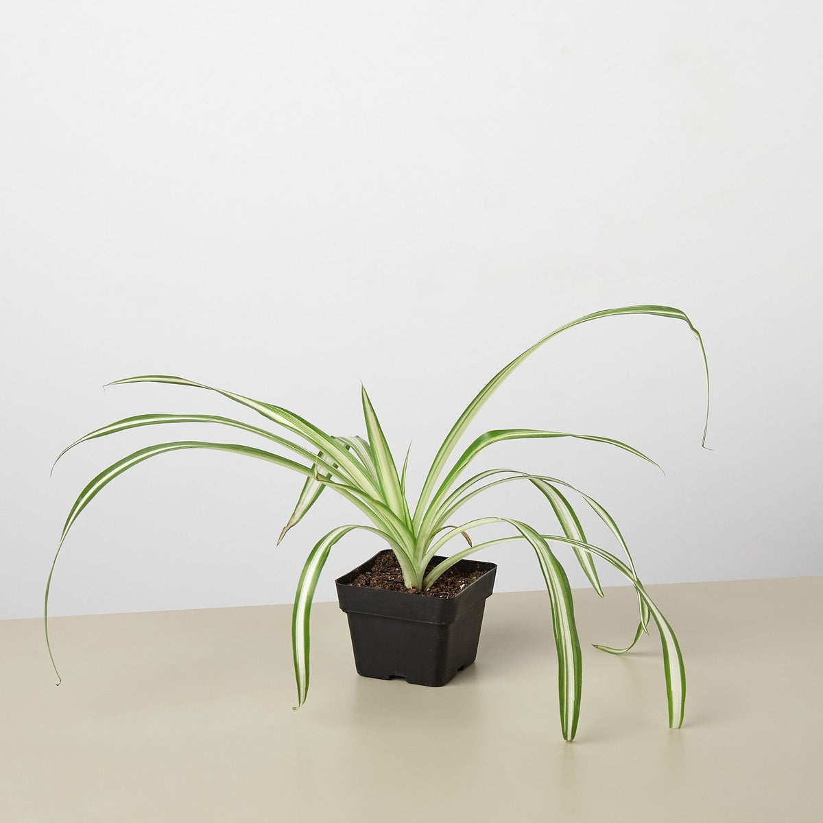 Spider Plant 'Reverse' - Garden Gets