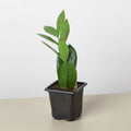 Zamioculcas Zamiifolia 'ZZ' - Garden Gets