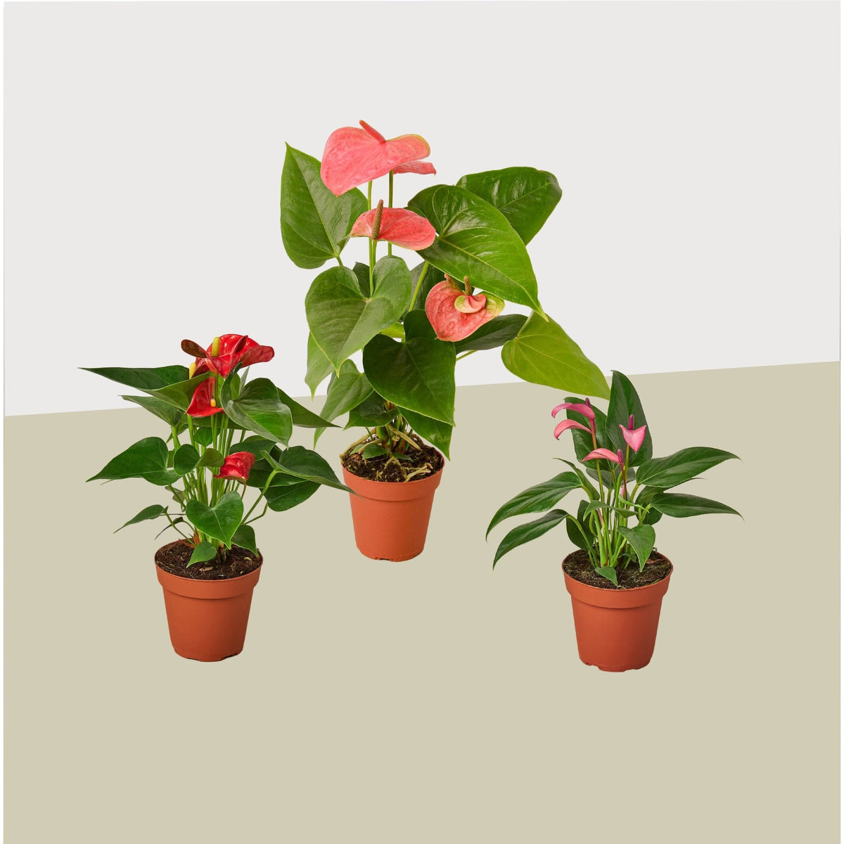 3 Anthurium Variety Pack- All Different Colors - 4" Pots - Garden Gets