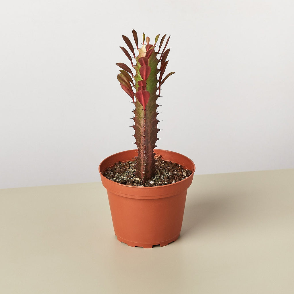 Succulent Euphorbia 'Trigona Rubra' - Garden Gets