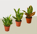 3 Croton Variety Pack / 4" Pot / Live Plant / House Plant - Garden Gets