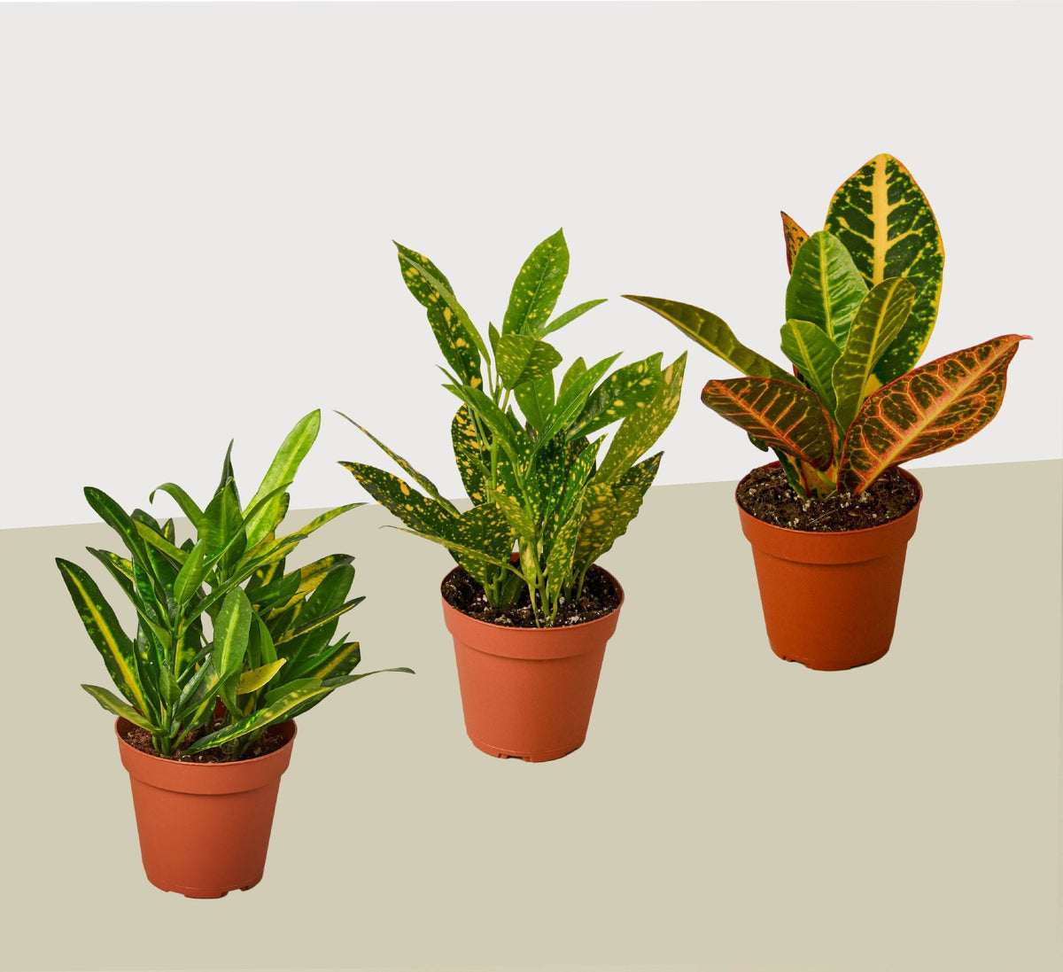 3 Croton Variety Pack / 4" Pot / Live Plant / House Plant - Garden Gets
