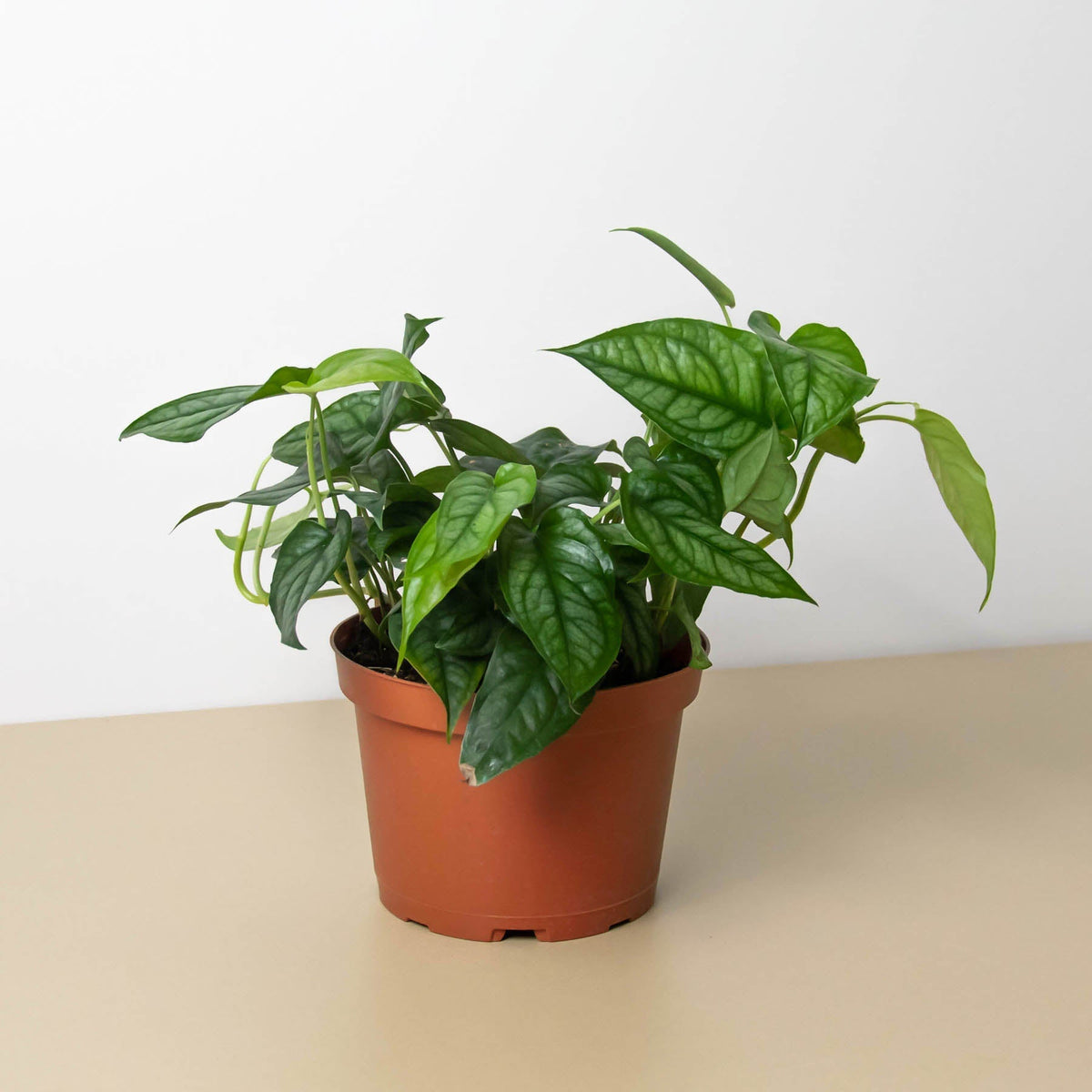 Monstera 'Siltepecana' - Garden Gets