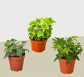 3 Different English Ivy Plants - 4" Pot - Live House Plant - Garden Gets
