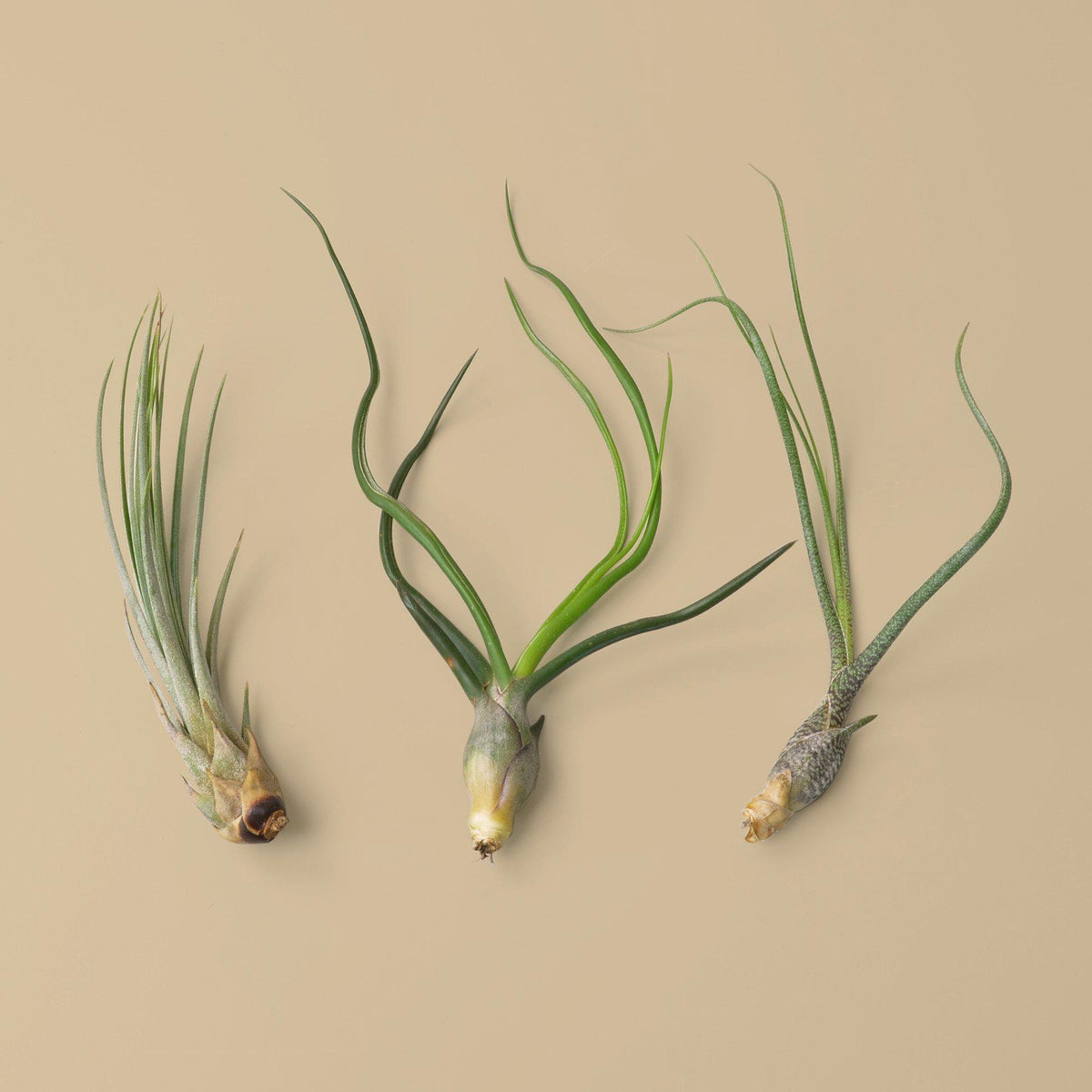 3 Large Tillandsia Air Plant Variety Pack - Garden Gets