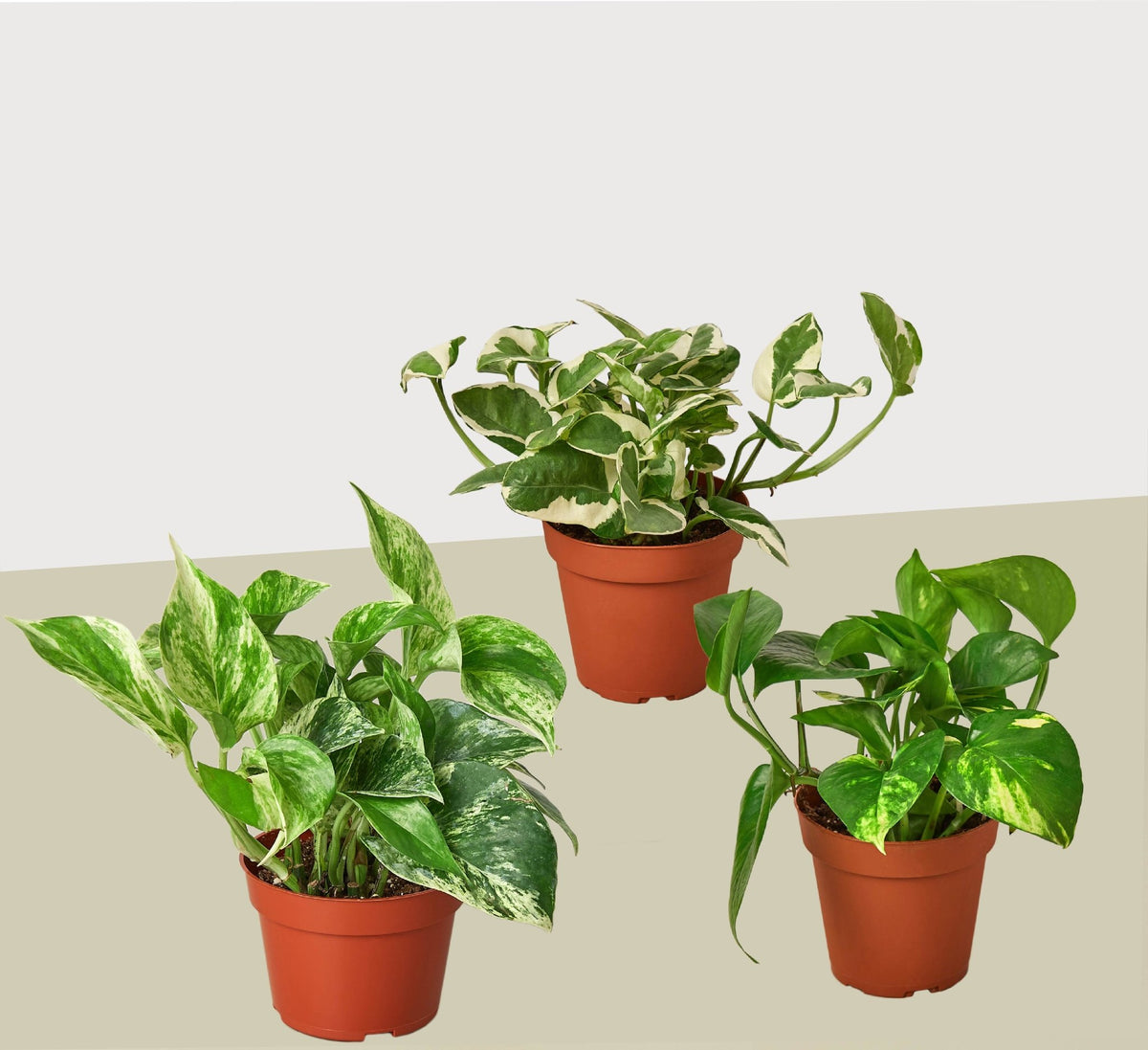3 Pothos Variety Pack / 4" Pot / Live Plant / Home and Garden Plants - Garden Gets