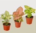3 Different Syngonium Plants - Arrowhead Plants / 4" Pot / Live Plant - Garden Gets